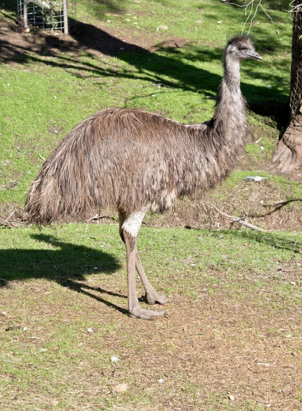 Australian Emu Has Long Neck Black Beak — Stock Photo, Image