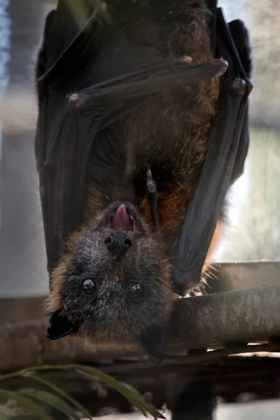 the fruit bat has a grey head and brown fur with black wings and brown eyes