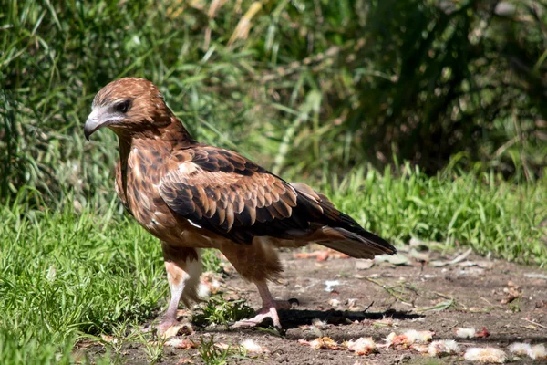 the black kite is a brown raptor with black on the end of its wings