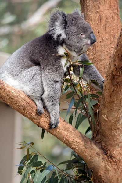 Koala Jest Widelcu Drzewa Jedząc Liście Gumy — Zdjęcie stockowe