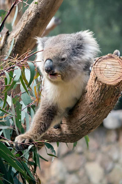 Koala Tak Van Boom Eten Kauwgom Bladeren — Stockfoto