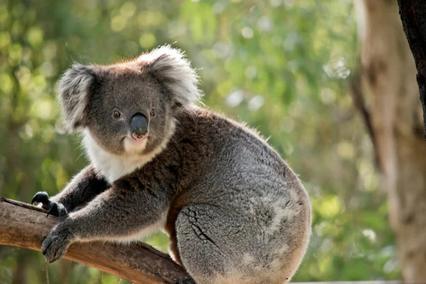 Koala Heeft Een Grote Neus Pluizige Oren — Stockfoto