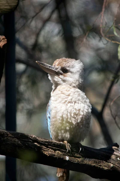 Mavi Kanatlı Kuukaburra Gürültülü Bir Kuştur Mavi Kahverengi Kanatlı Beyaz — Stok fotoğraf
