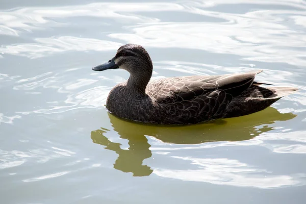 Die Pazifische Schwarze Ente Ist Auf Einem See Auf Nahrungssuche — Stockfoto