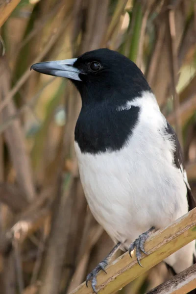 Pied Butcherbird Usazen Travnatém Rákosí — Stock fotografie