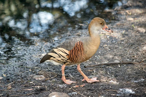 Esta Uma Vista Lateral Pato Assobiando — Fotografia de Stock