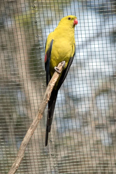 Hím Régens Papagáj Sárga Vörös Csőrrel — Stock Fotó