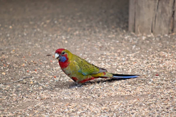 Female Crimson Rosella Mainly Green Red Blue — Stock Photo, Image