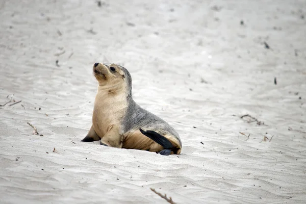 Sea Lion Pup Grey White Black Eyes Black Flippers — Stock Photo, Image