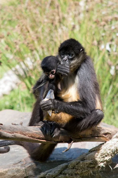 Jovem Macaco Aranha Está Sendo Abraçado Enquanto Mãe Está Comendo — Fotografia de Stock