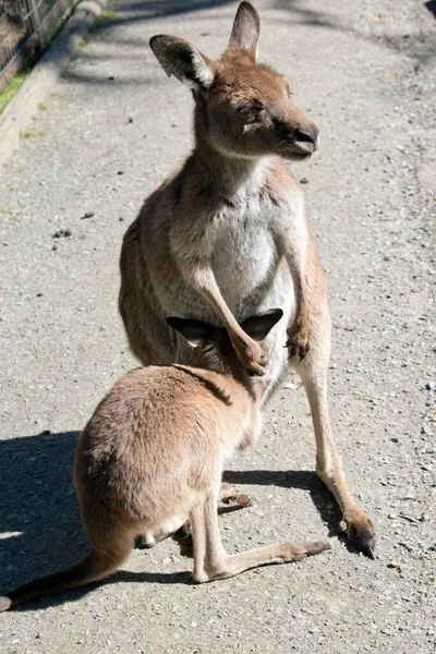 Joey Está Bebendo Sua Bolsa Mães — Fotografia de Stock