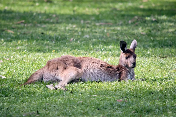 Den Västra Grå Kängurun Stor Brun Och Grå Känguru — Stockfoto