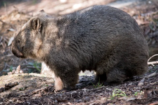 Side View Wombat — Stock Photo, Image