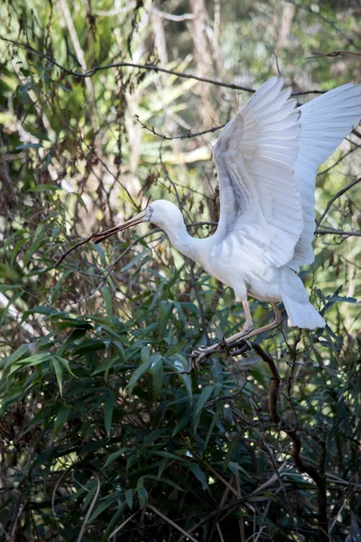 Yellow Spoonbill Flapping Its Wings His Balance — Stock Photo, Image