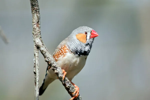 ゼブラフィンチはカラフルな鳥でオレンジ色の頬とビル灰色の頭白い斑点と白い底の茶色 — ストック写真