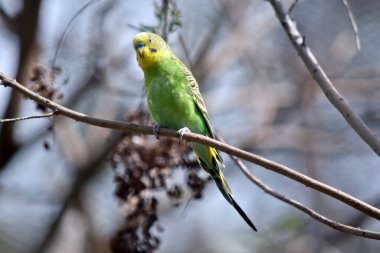 Muhabbet kuşunun sarı bir kafası ve yeşil bir vücudu vardır.