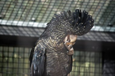 Bu, kızıl kuyruklu dişi bir papağanın fındık yiyişinin yakın çekimi.