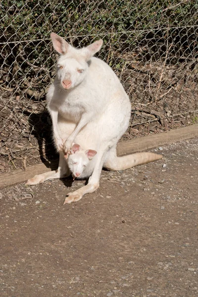 Das Albino Wallaby Ist Weiß Mit Rosa Ohren Pfoten Und — Stockfoto