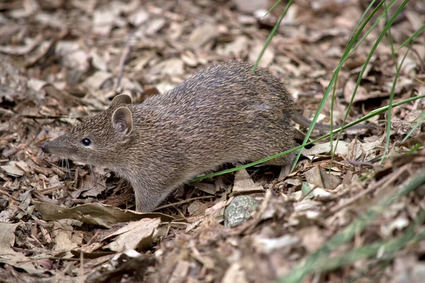 Southern Brown Bandicoot Shy Often Seen — Stock Photo, Image