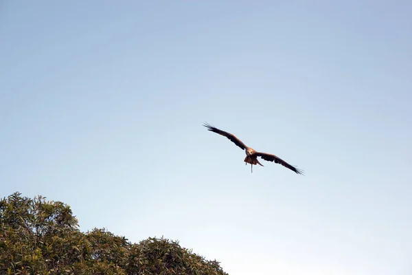 Black Kite Brown Raptor — Stock Photo, Image