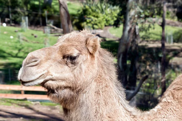Camello Marrón Con Una Joroba —  Fotos de Stock