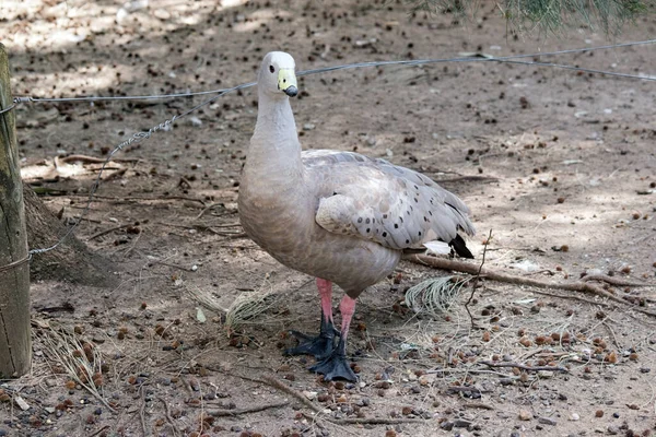 Cape Barren Goose Walking Looking Food — Stock Photo, Image