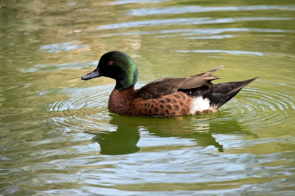 Pato Verde Azulado Macho Está Nadando Lago —  Fotos de Stock
