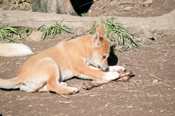 Altın Dingo Yavrusu Haftalık — Stok fotoğraf