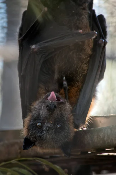 the fruit bat has a grey head and brown fur with black wings and brown eyes
