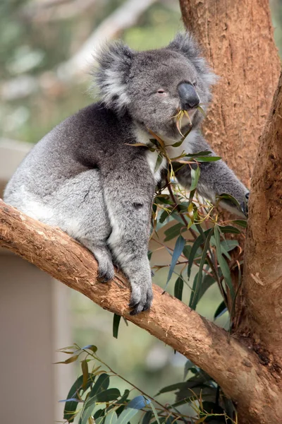 Der Koala Sitzt Der Gabel Des Baumes Und Frisst Gummiblätter — Stockfoto