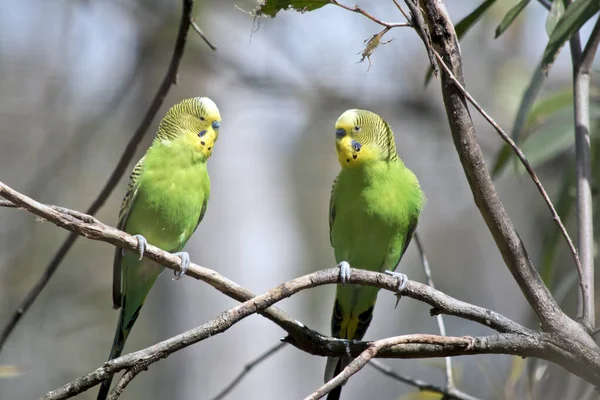 Two Budgergar Have Yellow Head Green Body Sitting Each Other — Stock Photo, Image