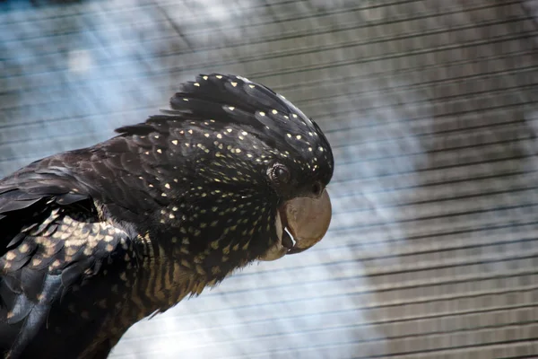 Esta Uma Vista Lateral Uma Cacatua Cauda Vermelha Fêmea — Fotografia de Stock