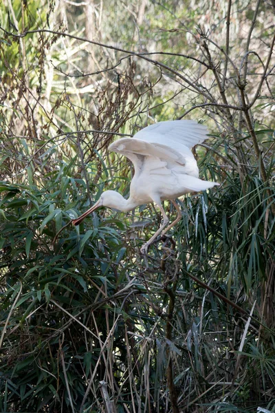Yellow Spoonbill Flapping Its Wings His Balance — Stock Photo, Image