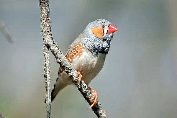 ゼブラフィンチはカラフルな鳥でオレンジ色の頬とビル灰色の頭白い斑点と白い底の茶色 — ストック写真