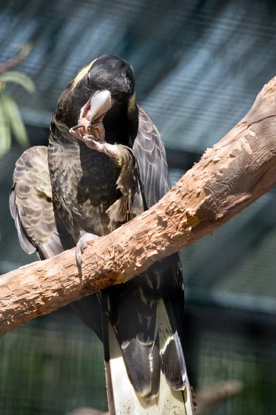 Cacatúa Negra Cola Amarilla Está Comiendo Una Nuez —  Fotos de Stock