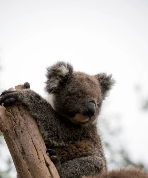 Den Unga Koala Sitter Gaffeln Trädet — Stockfoto