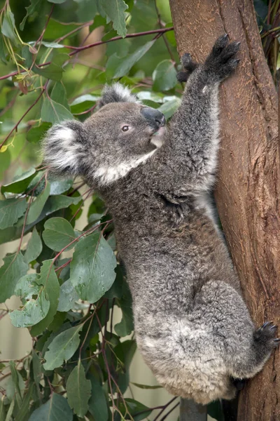 Der Junge Koala Klettert Auf Den Baum — Stockfoto