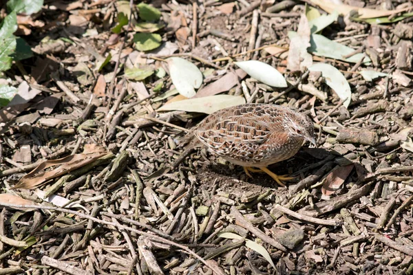 Caille Bon Camouflage Est Difficile Trouver — Photo