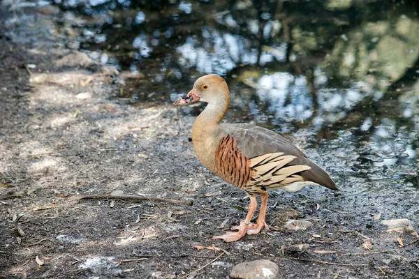 Esta Uma Vista Lateral Pato Assobiando — Fotografia de Stock