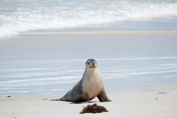 Zeeleeuw Loopt Het Strand — Stockfoto