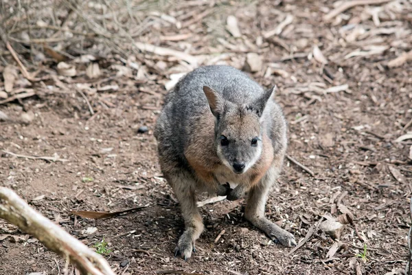 Das Tamar Wallaby Sucht Nahrung — Stockfoto