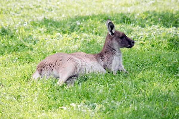 Joven Canguro Gris Occidental Marrón — Foto de Stock