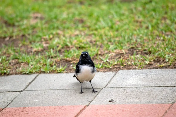 Willy Wagtail Looking Food Tiles — Stock Photo, Image