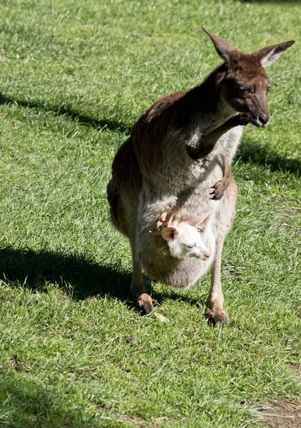 Canguru Cinza Ocidental Marrom Mas Ela Tem Albino Joey — Fotografia de Stock