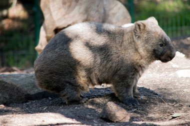 Bu kıllı burunlu bir Wombat 'ın yakın çekimi.
