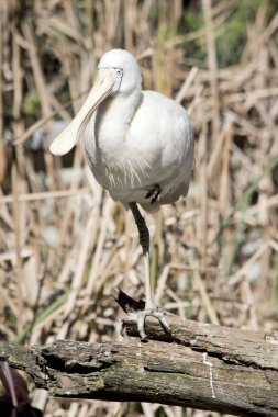 Sarı gagalı Spoonbill, sarı yüzlü, spatulat gagalı, sarı bacaklı ve ayaklı büyük, beyaz bir su kuşudur. Üreme mevsiminde, yüz derisi siyahla kaplıdır, dantelli dış kanat tüyleri siyah ve siyah uçludur.