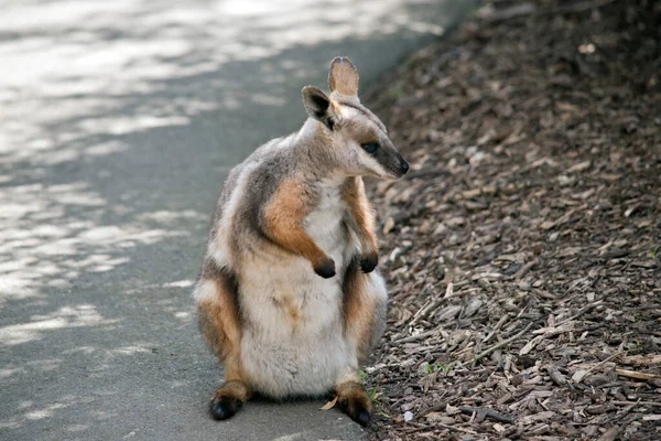 Amarelo Wallaby Rocha Está Suas Patas Traseiras — Fotografia de Stock