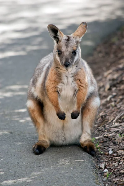 Wallaby Rocha Amarelo Cinzento Marrom Branco Com Uma Cauda Longa — Fotografia de Stock