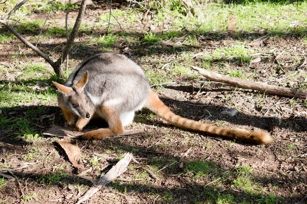 Wallaby Roca Patas Amarillas Gris Marrón Blanco —  Fotos de Stock