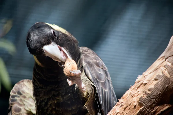 Este Close Uma Cacatua Preta Cauda Amarela Comendo Uma Noz — Fotografia de Stock